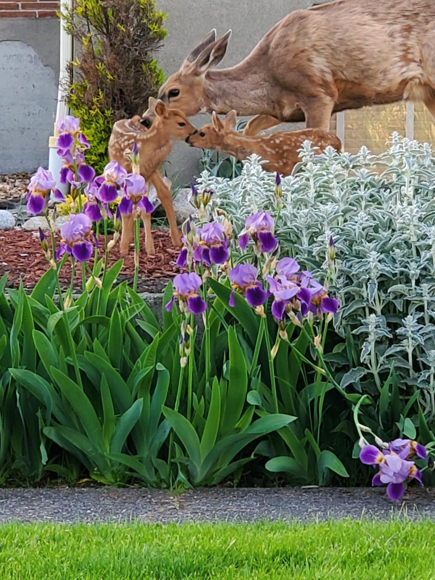 Adams Pragge House - Victorian Bed & Breakfast Port Townsend Bagian luar foto